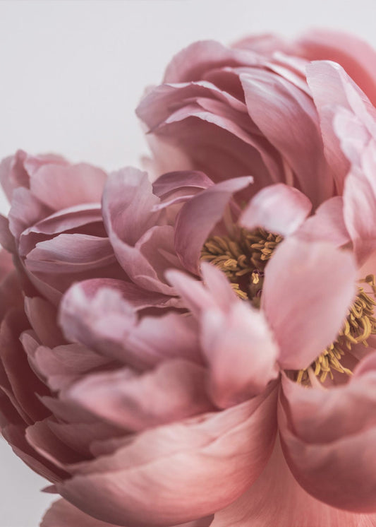 Peony | Canvas