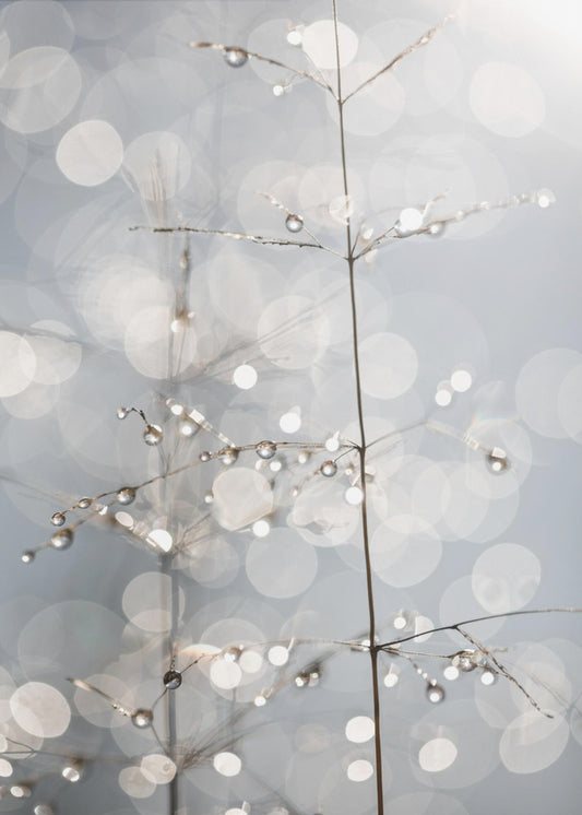 Naturlig gnist | Lerretsbilder