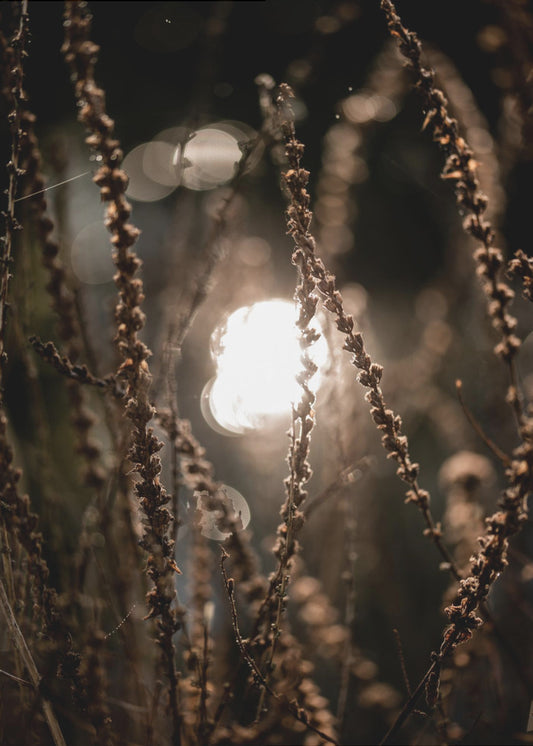 Autumn Lights 2 | Canvas