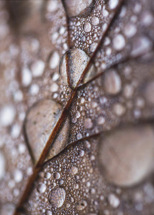 Autumn Rain | Canvas