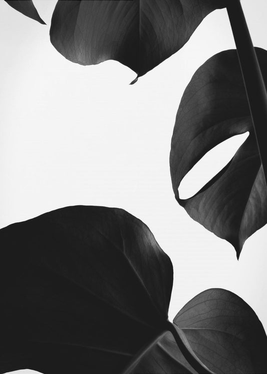 Kontrasterande Monstera | Canvas