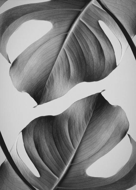 Monstera Monokrom | Canvas