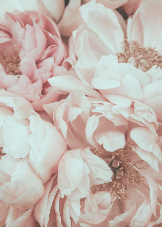 Blommix | Canvas
