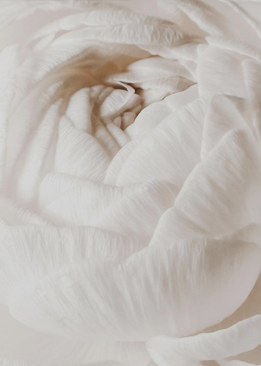 Smörblomma | Canvas