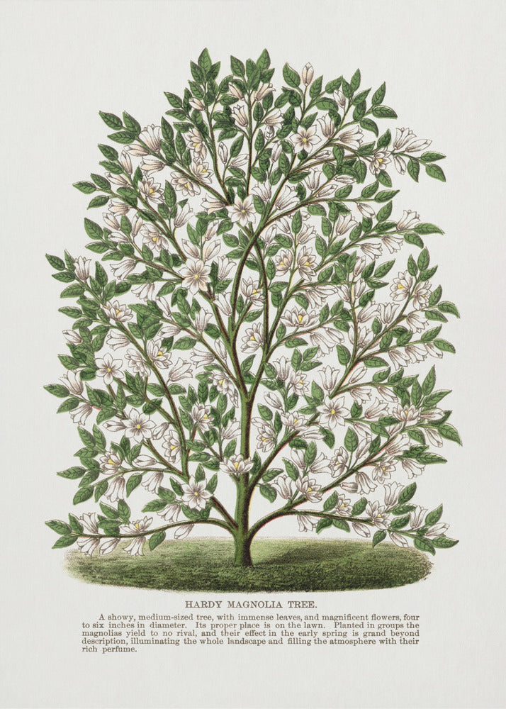 Litografi av härdigt magnoliaträd | Canvas