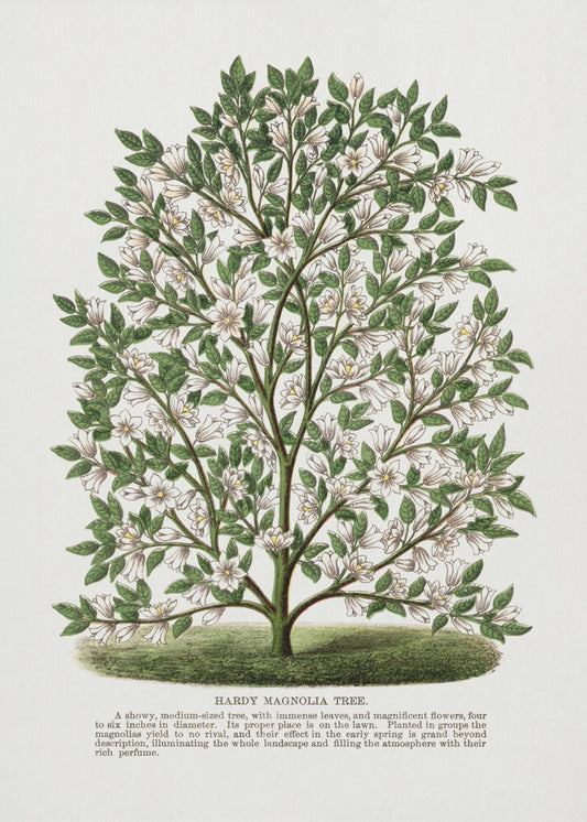 Lithographie d'un magnolia rustique | Tableaux sur Toile