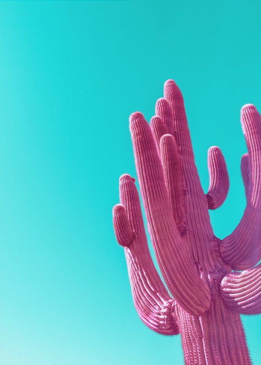Magentarosa Saguaro | Canvas