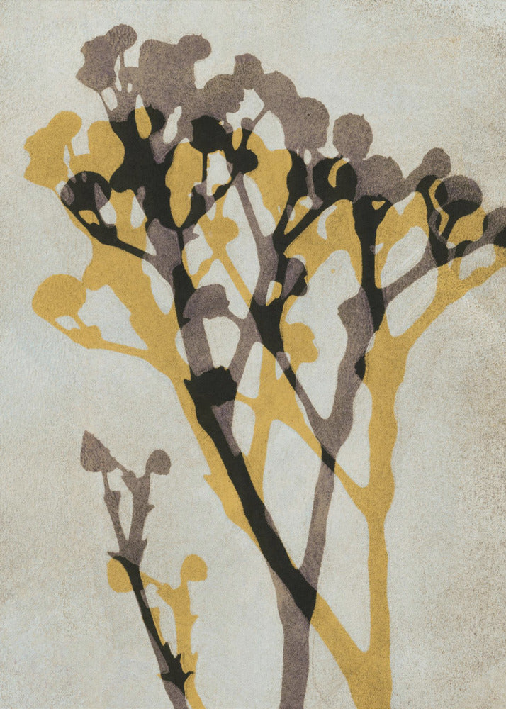 Ekon av Gypsophila | Poster