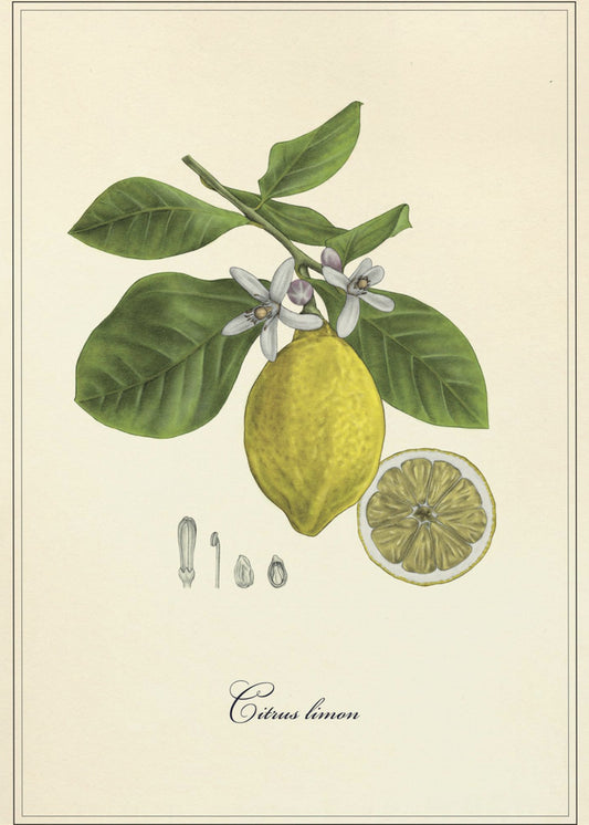 Zitrone | Poster
