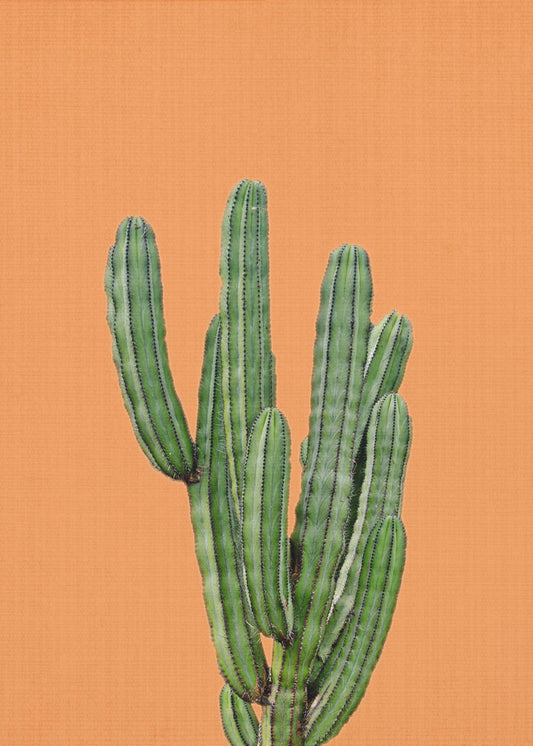 Orange Cactus | Canvas