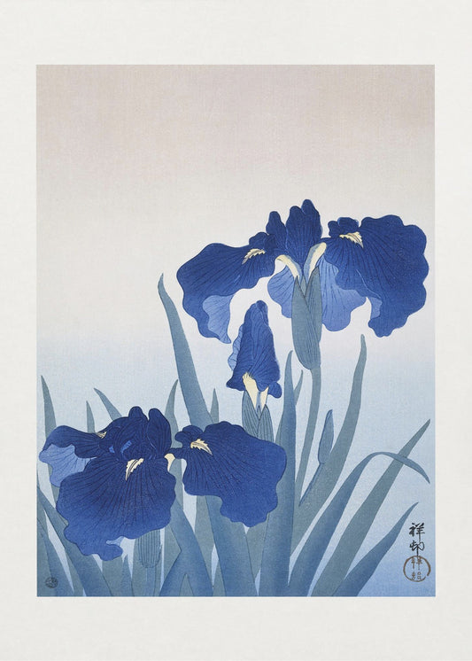 Iris Flowers | Poster
