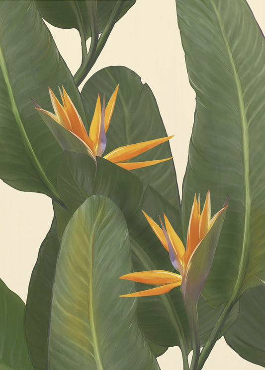 Birds of Paradise | Poster