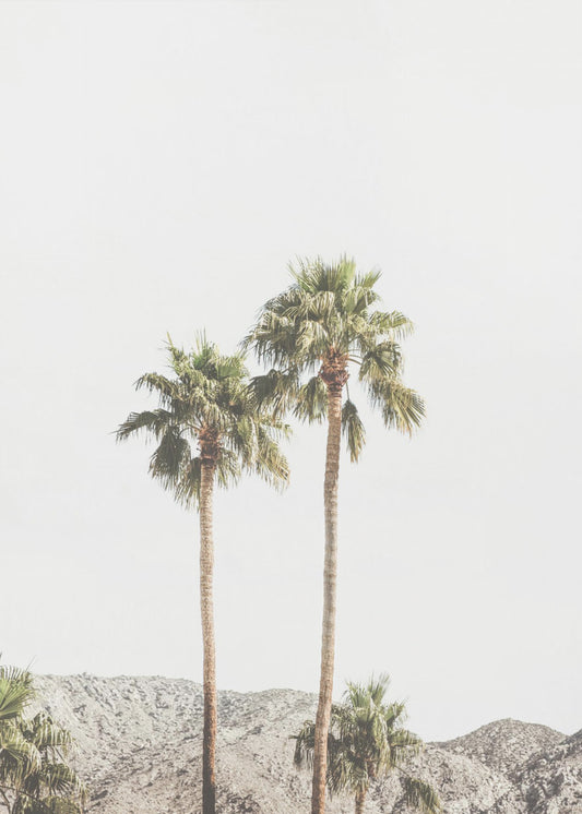 Palm Springs Palmer | Canvastavla
