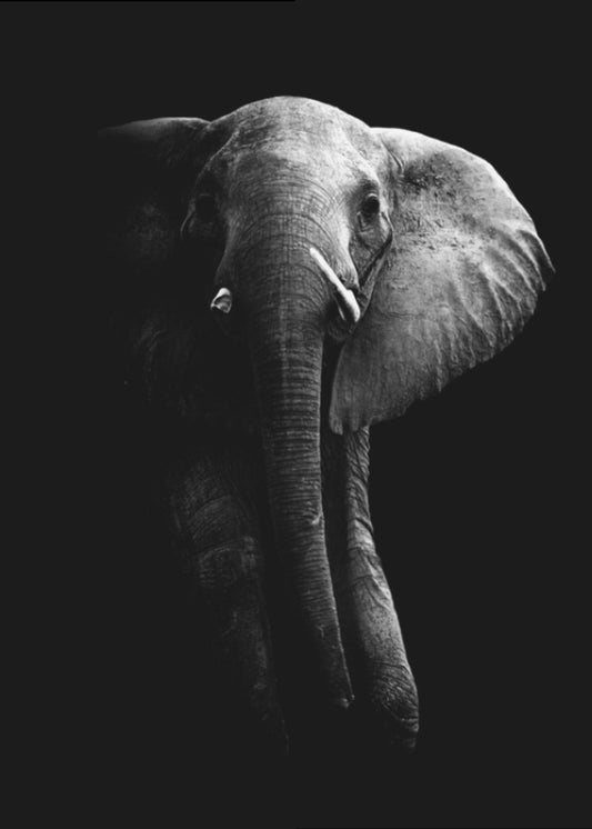 Elefant! | Poster