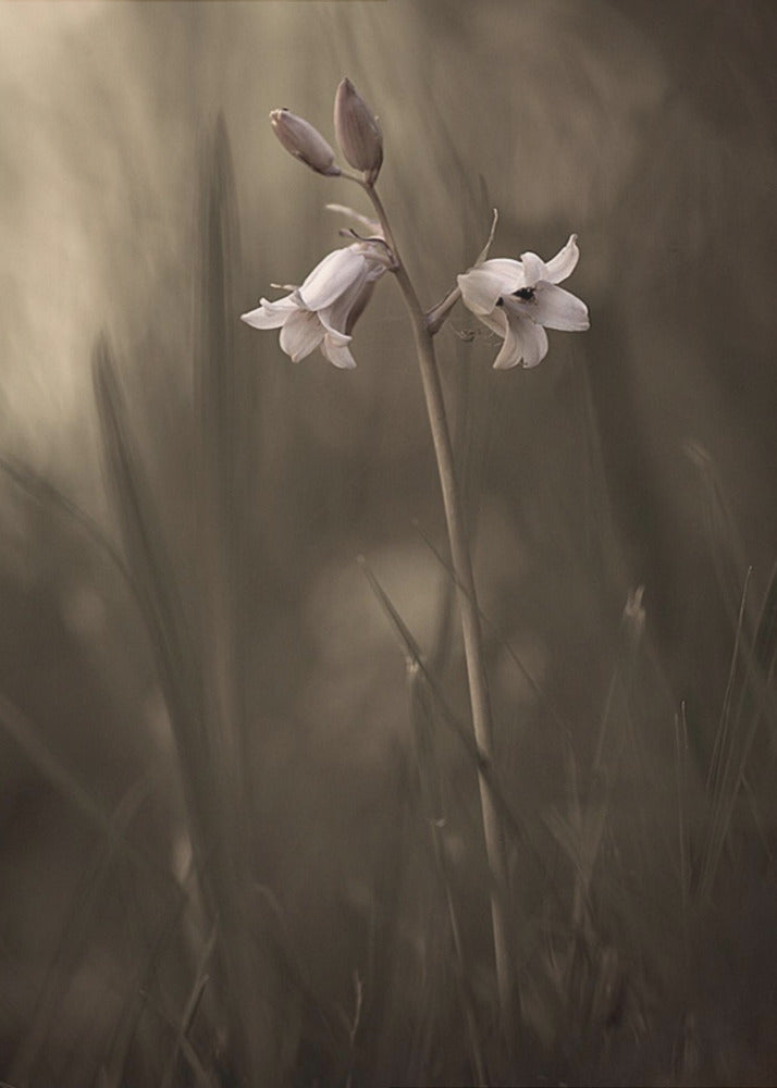 En liten blomma på marken | Poster