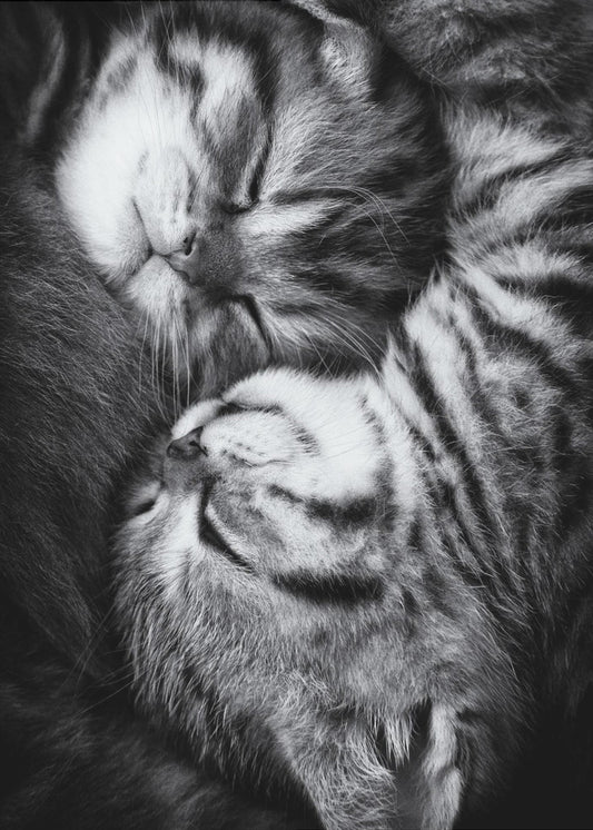 Yin och Yang | Poster