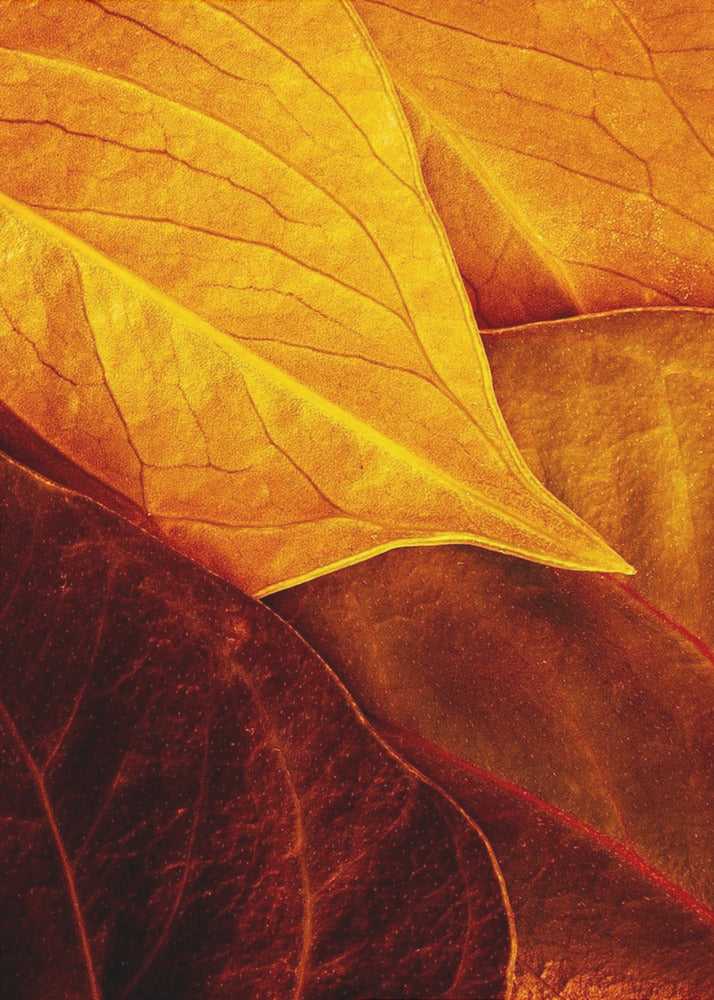 Leaves | Canvas