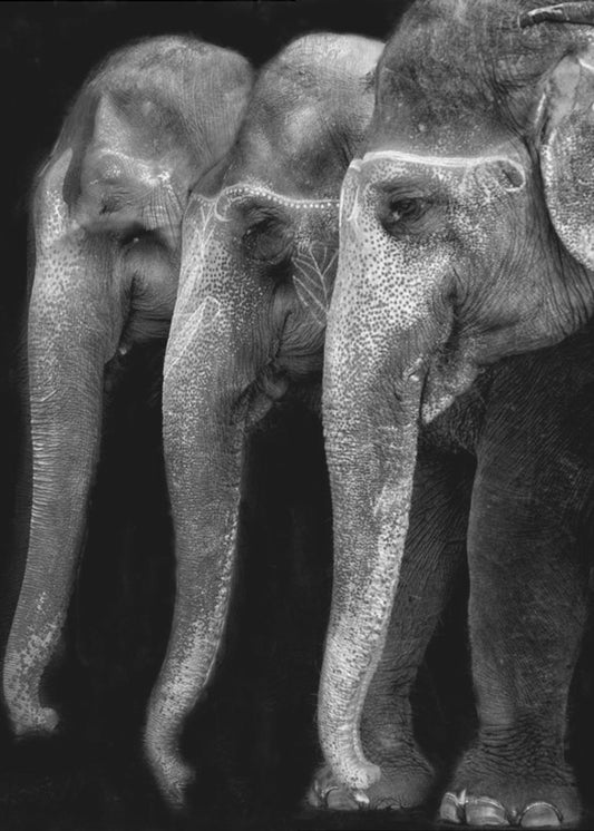 Naturens stora mästerverk, en elefant; det enda ofarliga stora som finns ... | Canvastavla