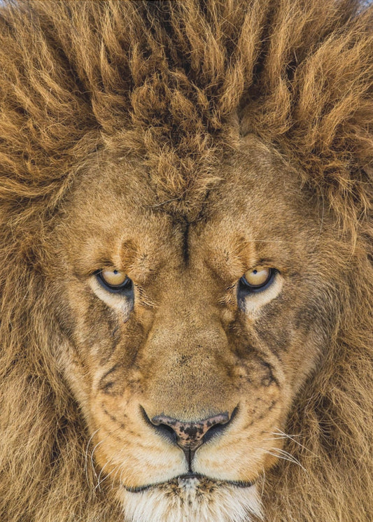 Seriöst lejon | Poster