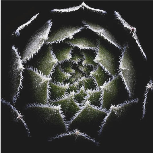 Sempervivum-rosett | Canvas
