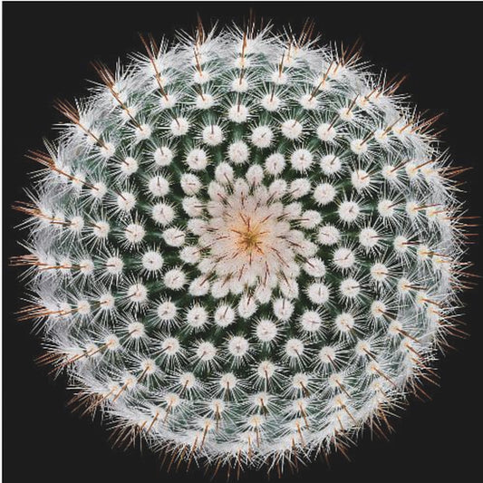 Notocactus scopa | Duk