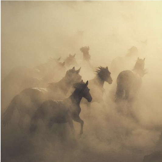 migration av hästar | Poster