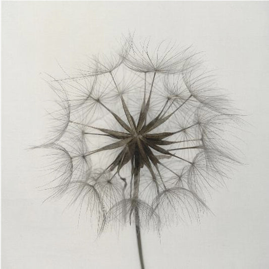 Tragopogon | Canvas