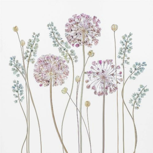 Allium | Poster