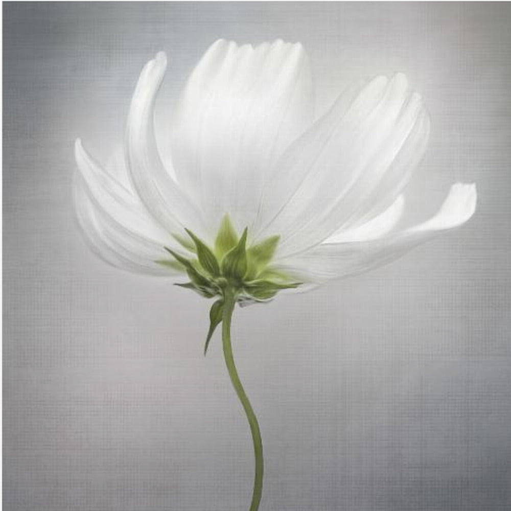 Cosmos *** | Poster
