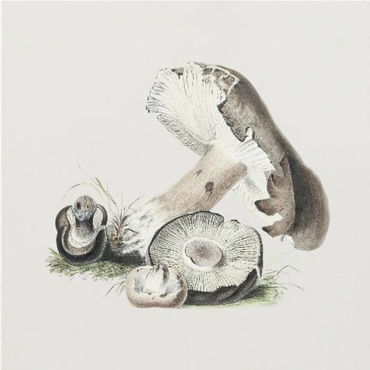 Vintage Agaricus Augustus svamp | Duk