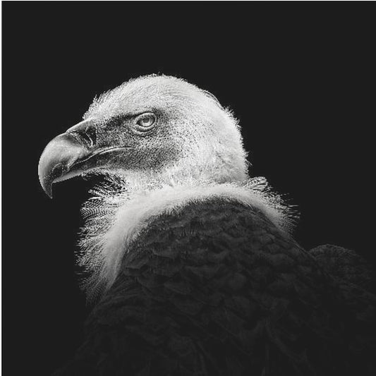 Eurasisk griffon #7 | Lerretsbilder