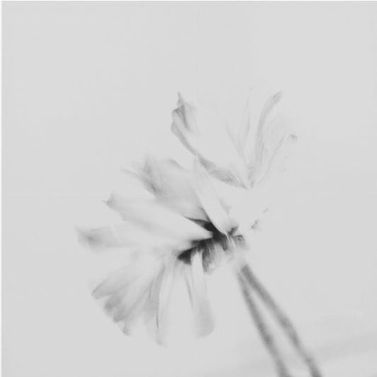 Stämningsfull blomma 2 | Canvastavla