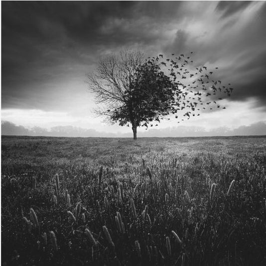 Illusion d'un printemps perdu | Affisch