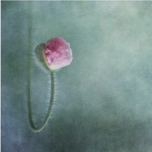 Förtroende | Canvas