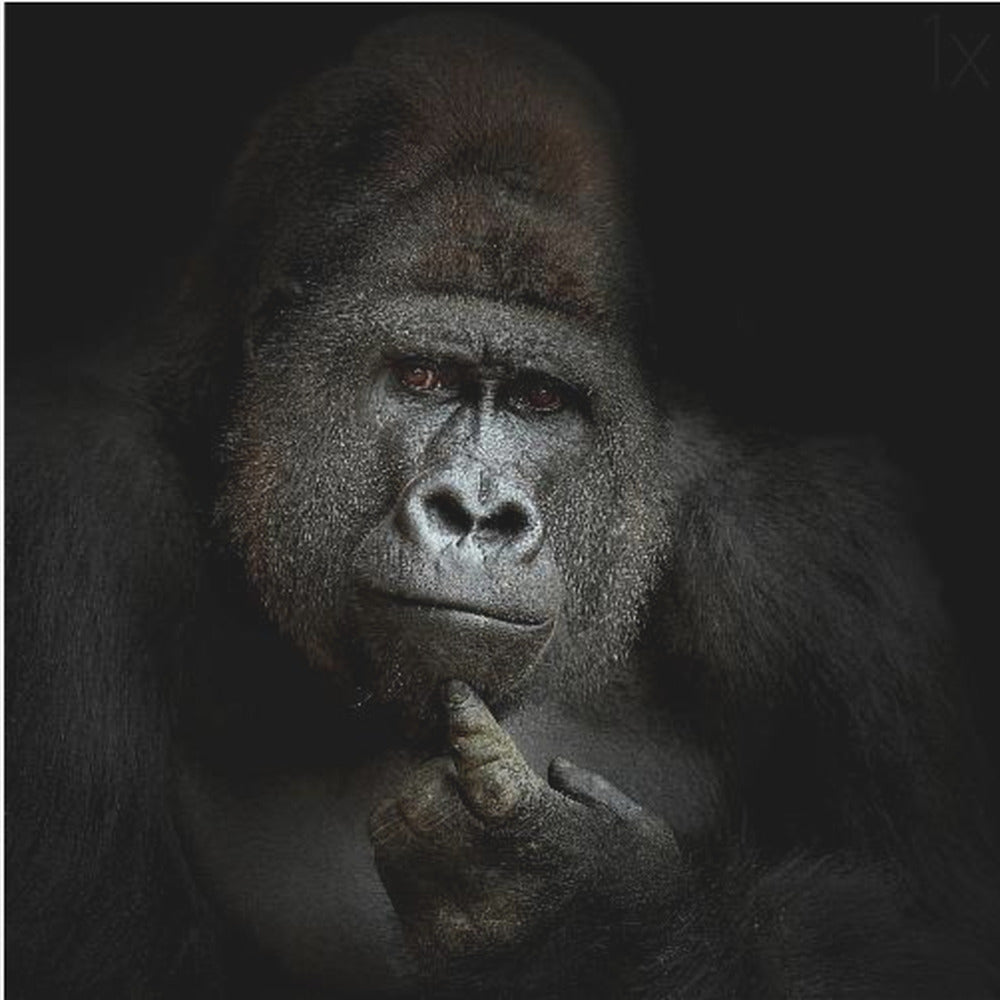 Jag är cogito, ergo sum | Poster