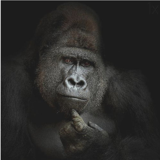 Jag är cogito, ergo sum | Poster