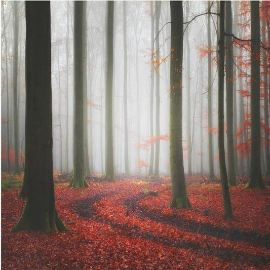 Höstspår | Canvas